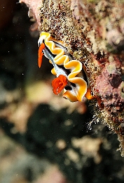 Sipadan_2015_Doris magnifique_Chromodoris magnifica_IMG_2919_rc